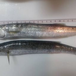 カマス