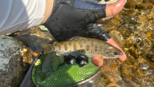 ヤマメの釣果