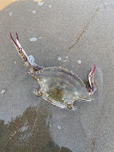 ワタリガニの釣果