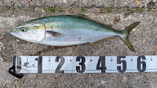 ワラサの釣果