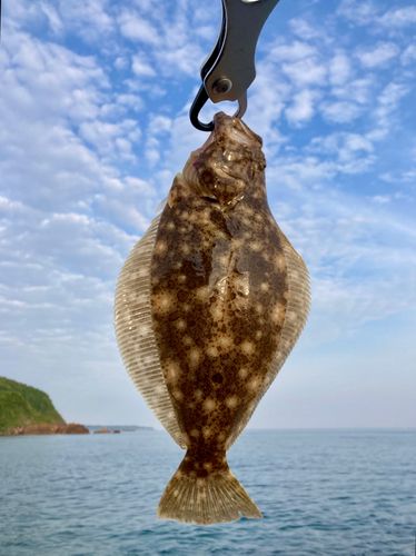 ソゲの釣果