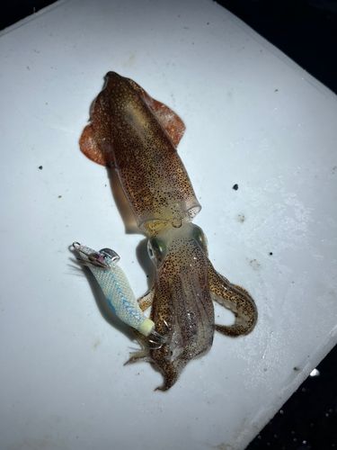 マメイカの釣果