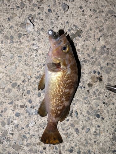 ガヤの釣果