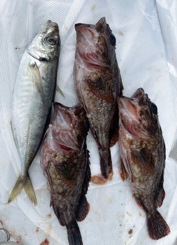 カサゴの釣果