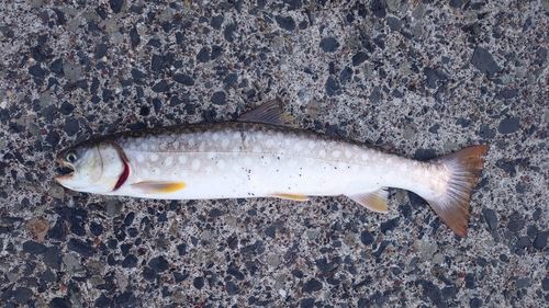 アメマスの釣果