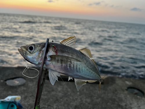 マアジの釣果