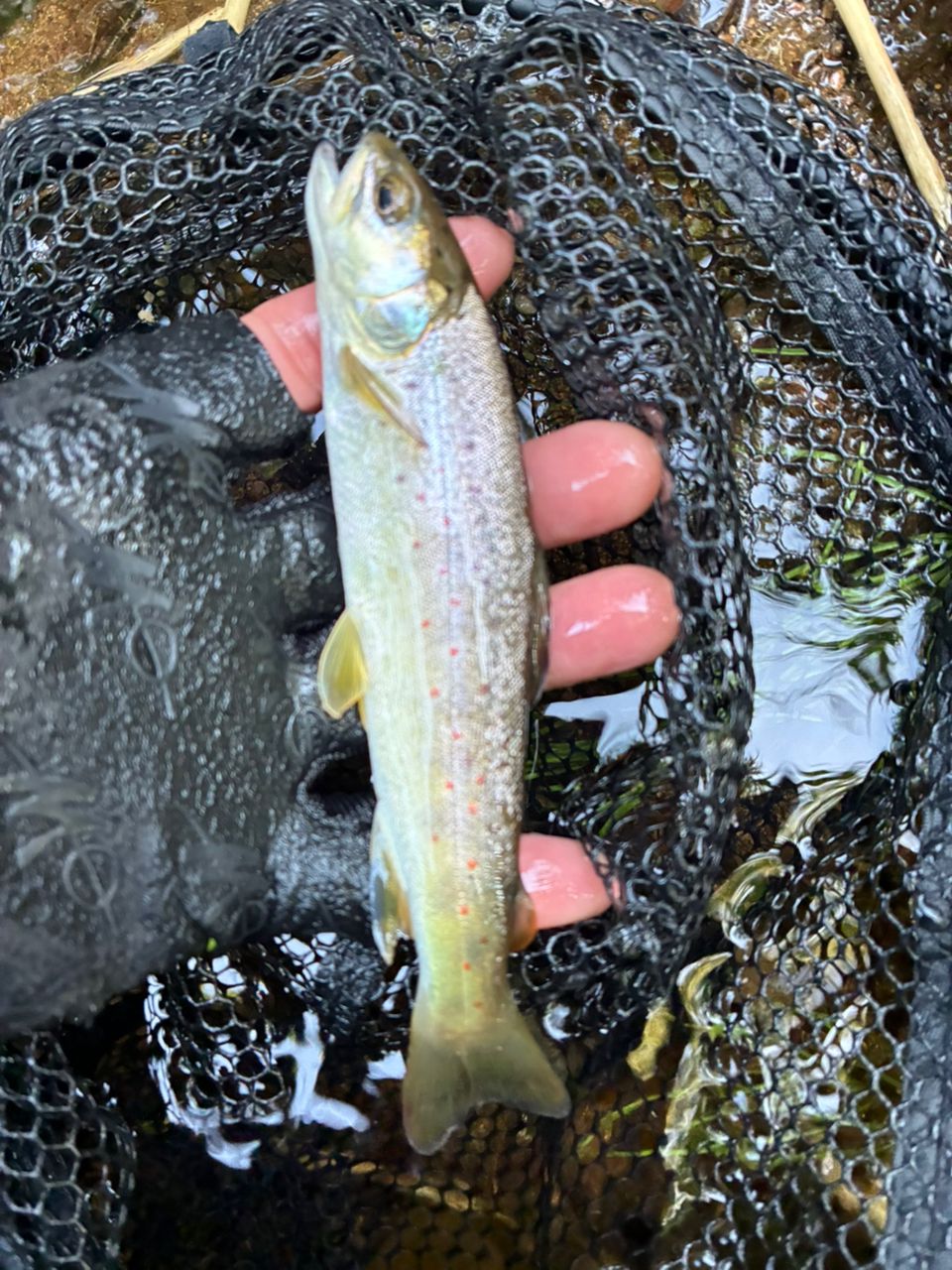 パームス エゲリア ネイティブパフォーマンス ETVC-46XUL 渓流ベイト】エゲリアネイティブETVC-46XULとアンバサダーで楽しむ夏の