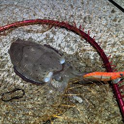 モンゴウイカ