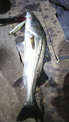 釣果