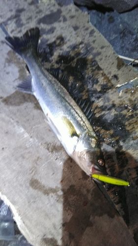 釣果