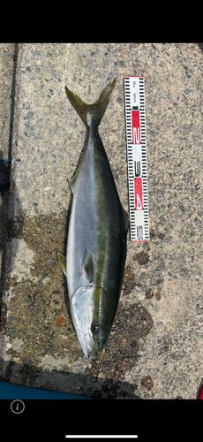 ブリの釣果