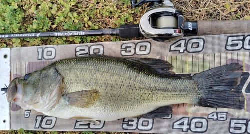 ブラックバスの釣果