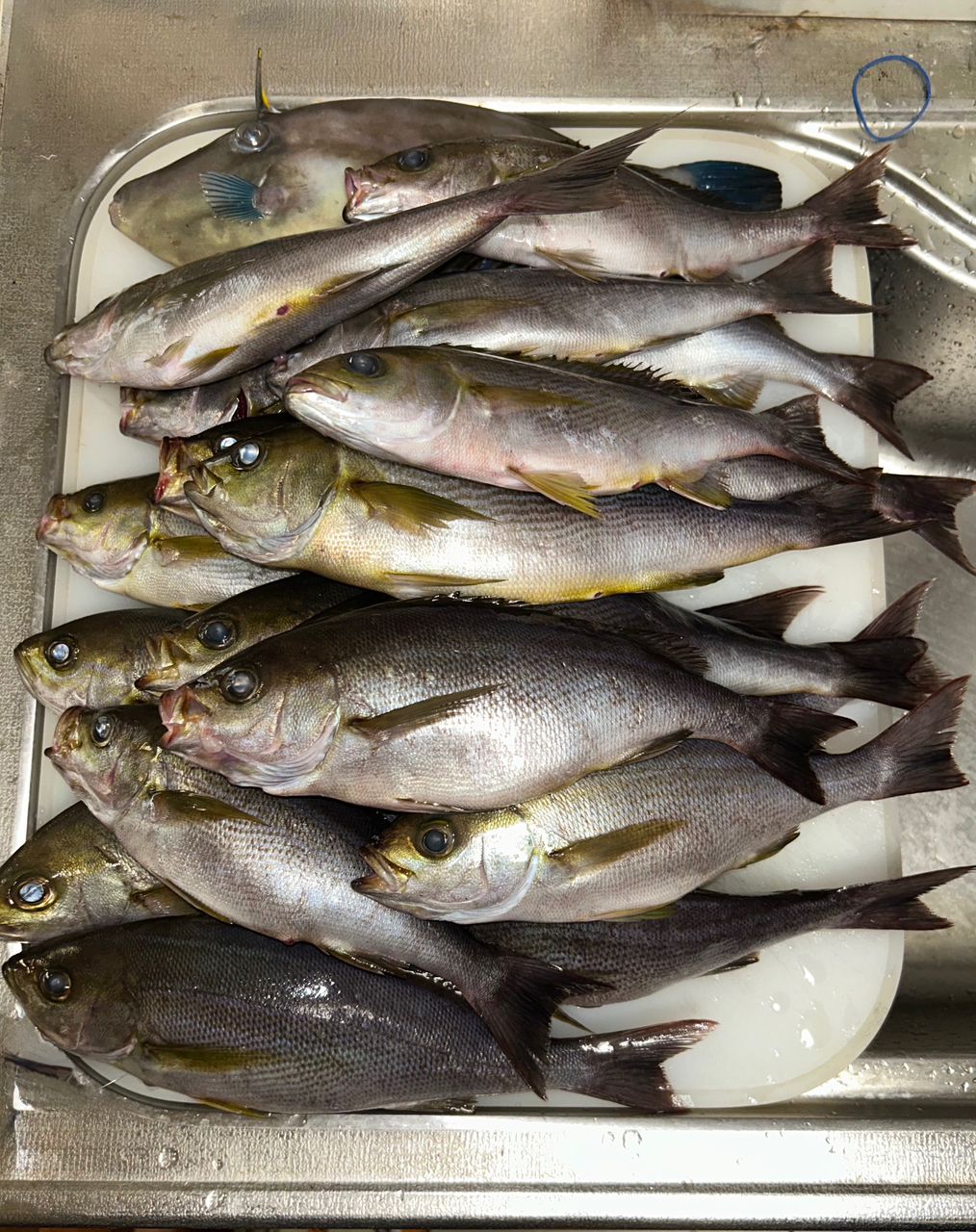 ロードグライダーさんの釣果 3枚目の画像