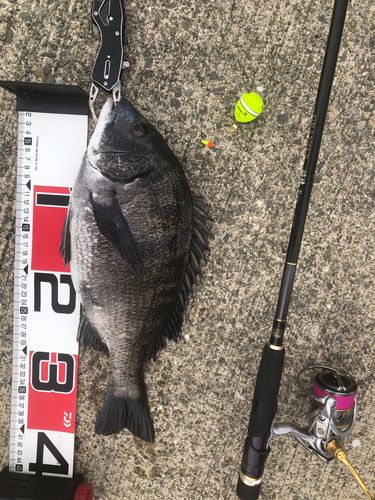 チヌの釣果