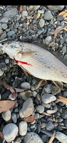 ニベの釣果
