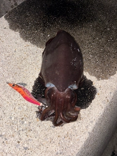 コウイカの釣果