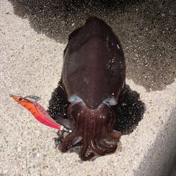 コウイカ