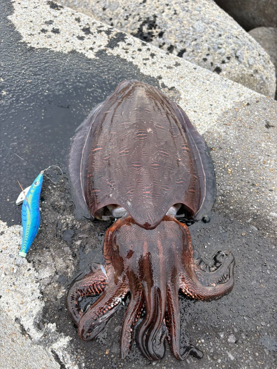 コウイカ