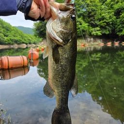 ブラックバス