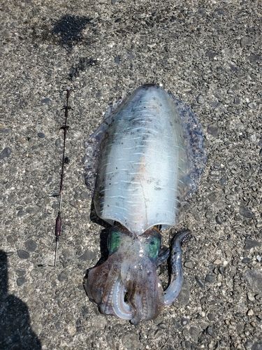 アオリイカの釣果