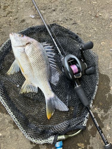 キビレの釣果