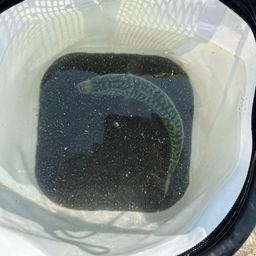 サバ