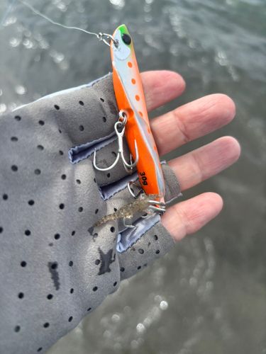 エビの釣果