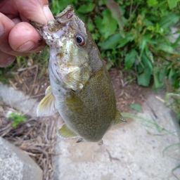スモールマウスバス