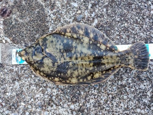 クロガシラガレイの釣果