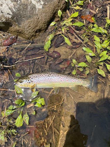 ブラウントラウト