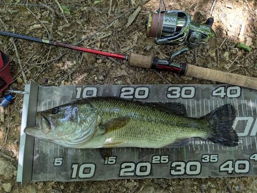 ラージマウスバスの釣果