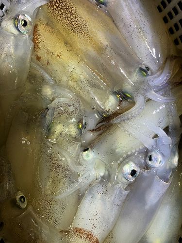 マメイカの釣果