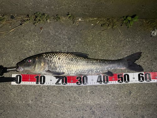 コイの釣果