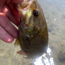 スモールマウスバス