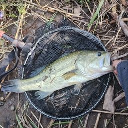 ラージマウスバス