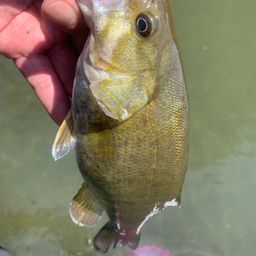 スモールマウスバス