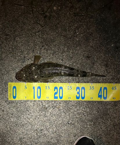 マゴチの釣果