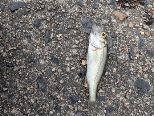 スズキの釣果