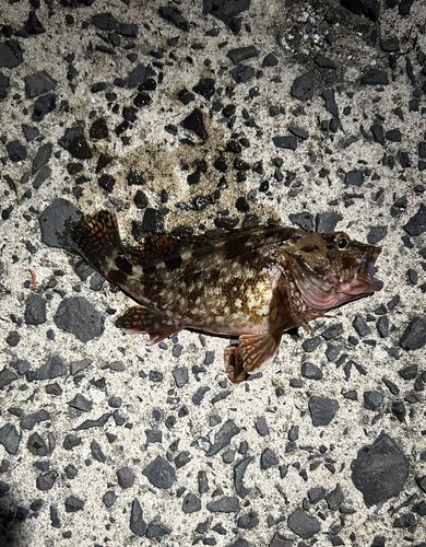カサゴの釣果