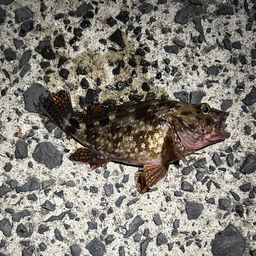 カサゴ