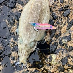 モンゴウイカ