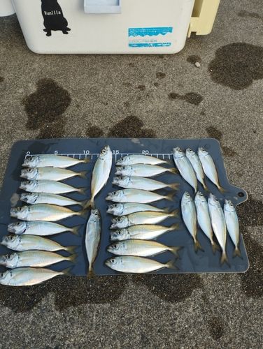 アジの釣果