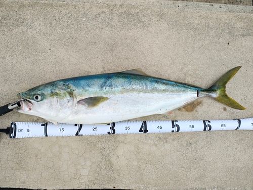ハマチの釣果