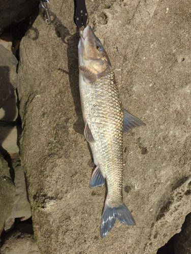 ニゴイの釣果