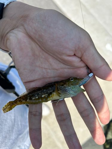 アサヒアナハゼの釣果