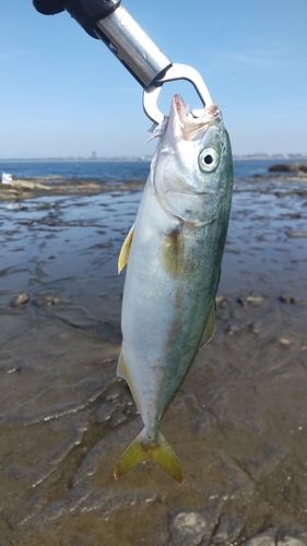 ワカシの釣果