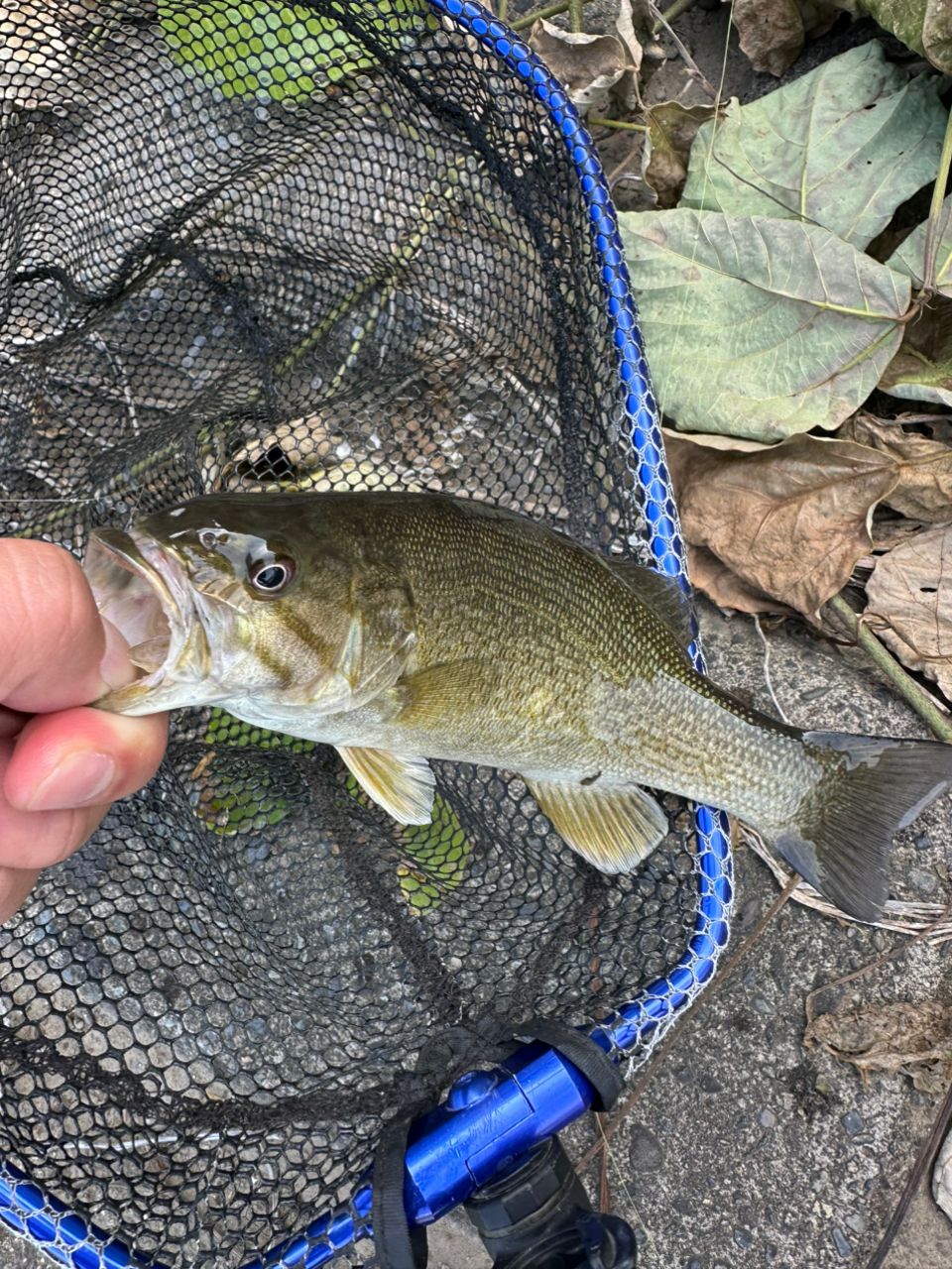 スモールマウスバス