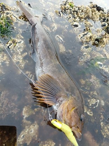 アブラコの釣果