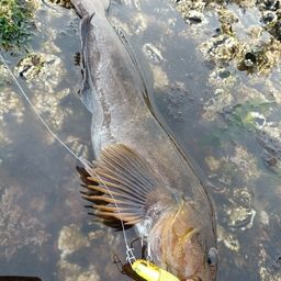 アブラコ