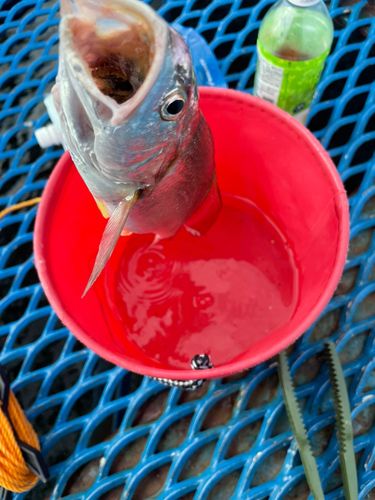 イシモチの釣果